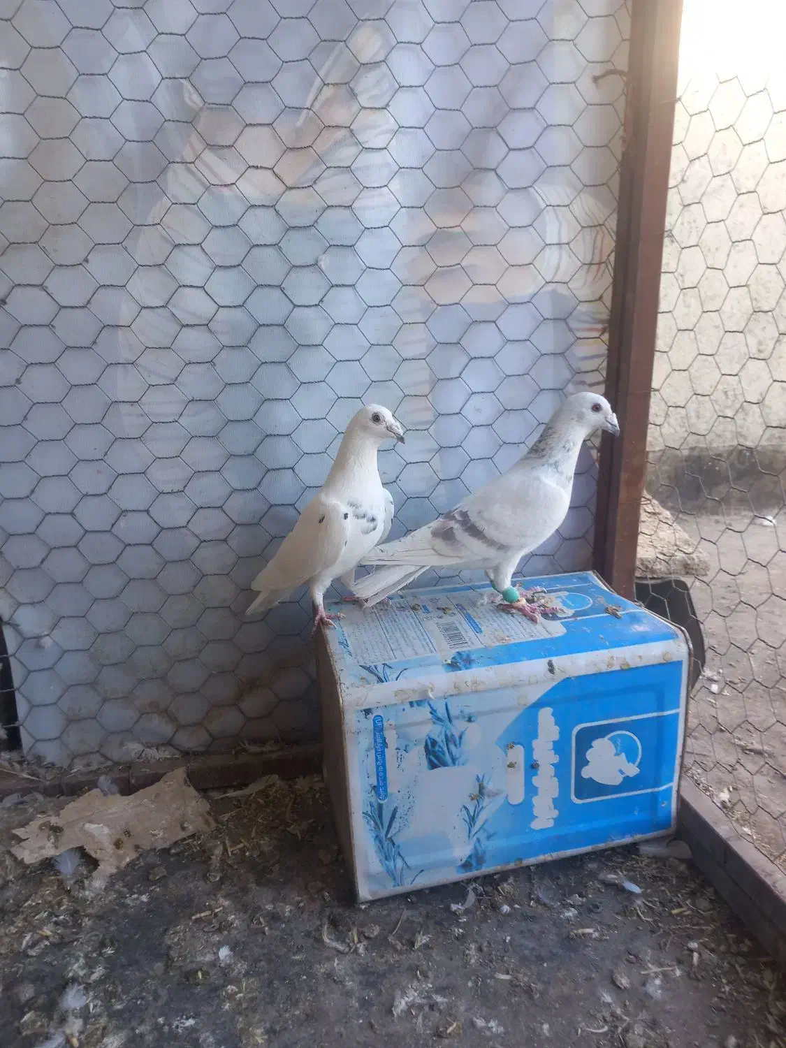 کبوترالمانی درچناران|پرنده|چناران, |دیوار