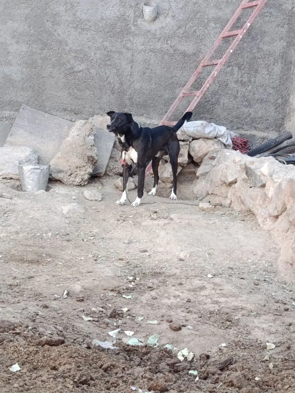 سگ مخصوص نگهبانی|سگ|نجفآباد, شهید بهشتی|دیوار