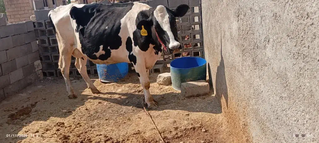 فروش گاو|حیوانات مزرعه|دوگنبدان, |دیوار