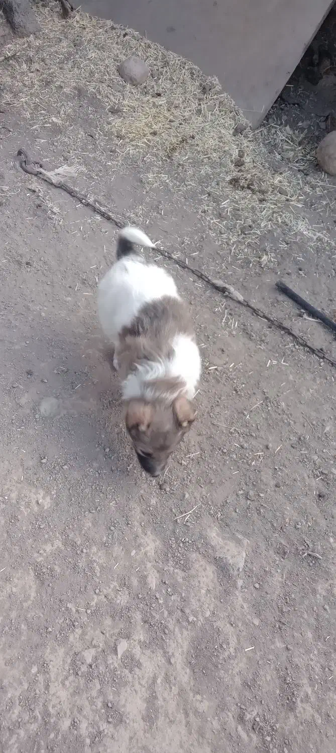 سگ سرابی نر|سگ|سراب, |دیوار