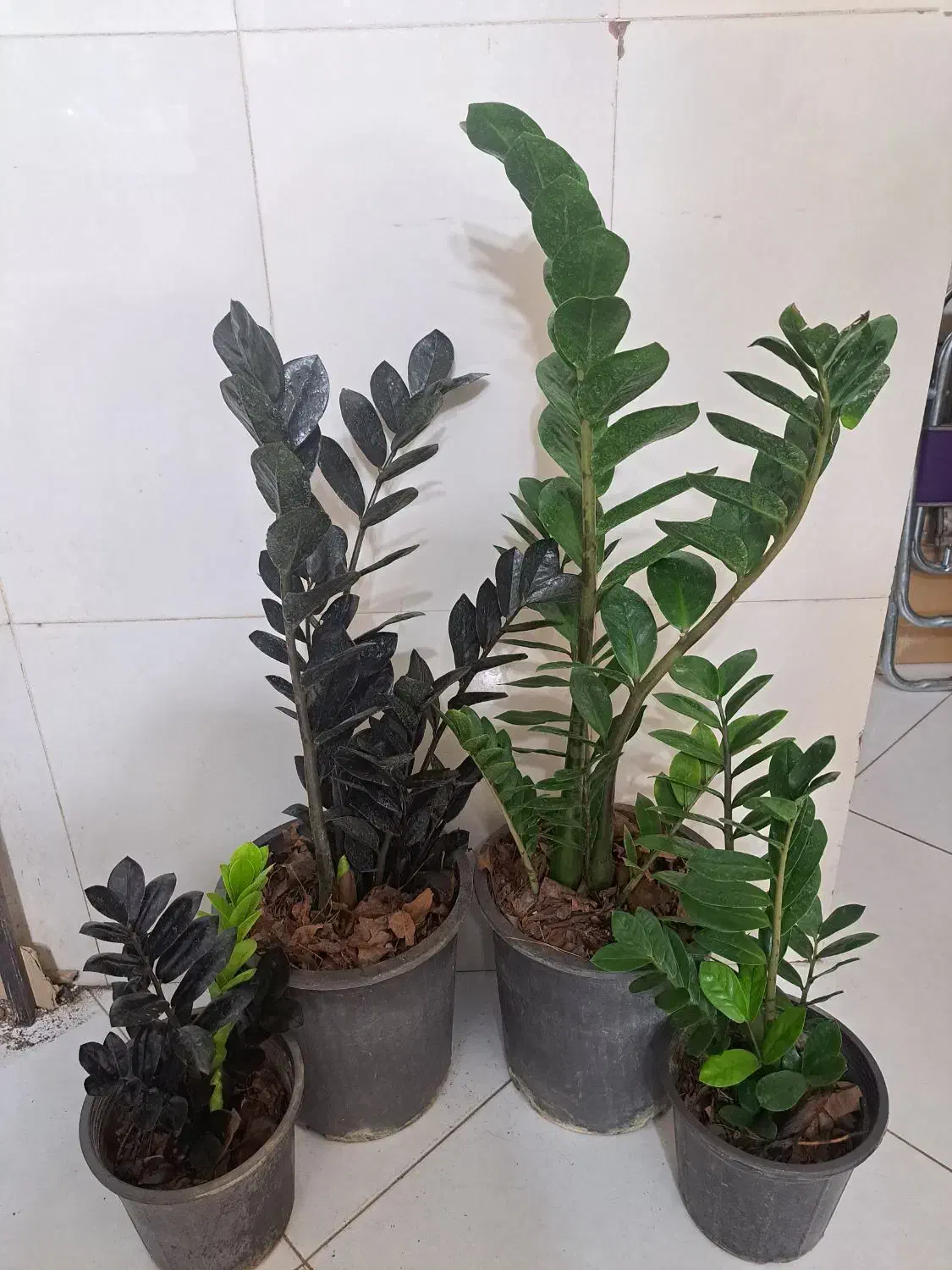 انواع گل و گیاه با تخفیف ویژه|گل و گیاه طبیعی|بیرجند, |دیوار