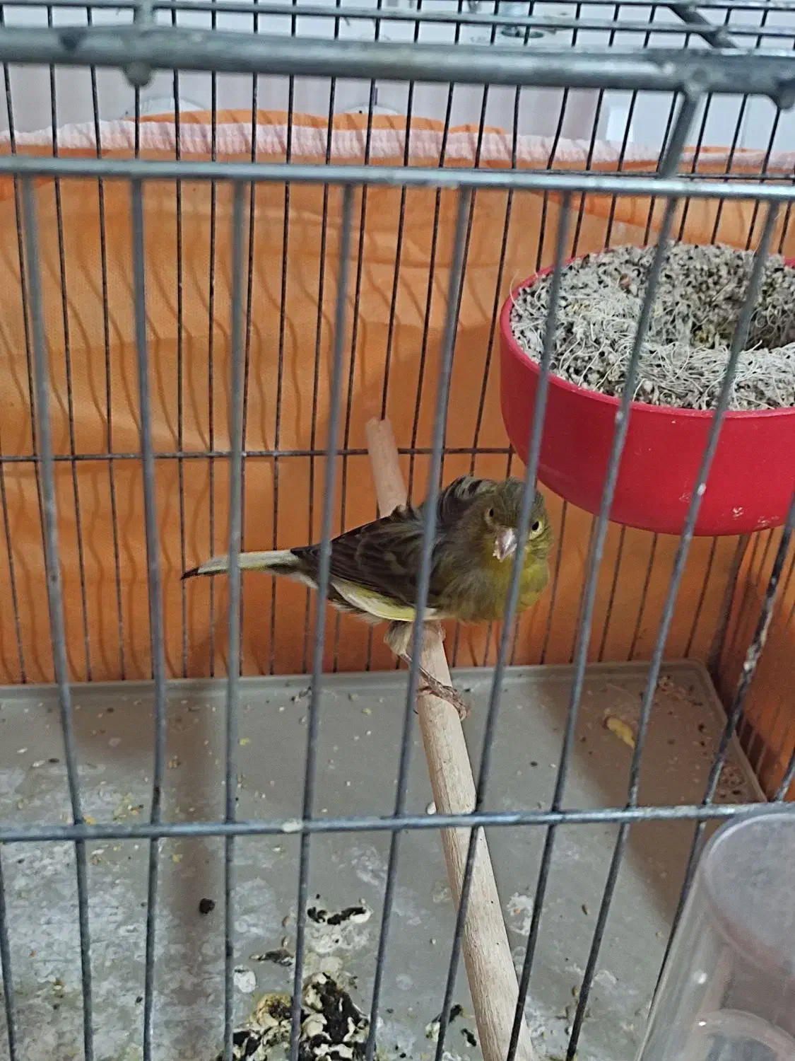 سهره|پرنده|ملایر, |دیوار