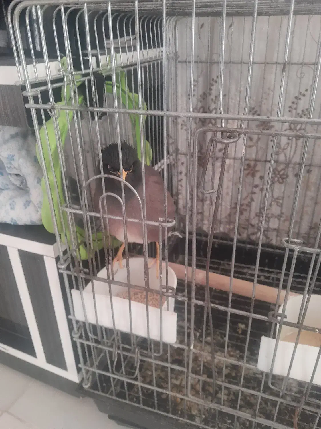 مینا جوان باهوش دستی|پرنده|زرقان, |دیوار