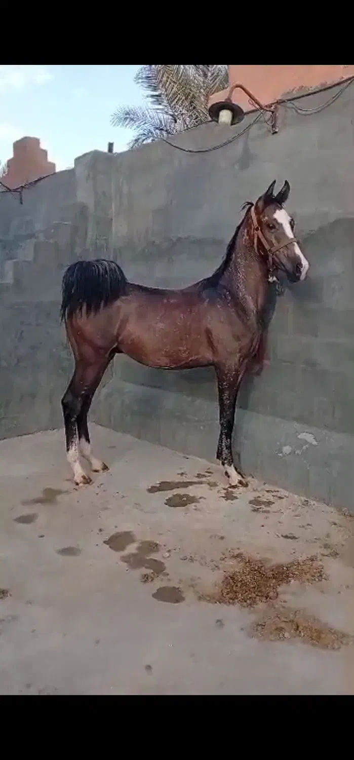 نریان درجه یک کره تهمتن بااصل و نسب|اسب و تجهیزات اسبسواری|تهران, شیراز|دیوار