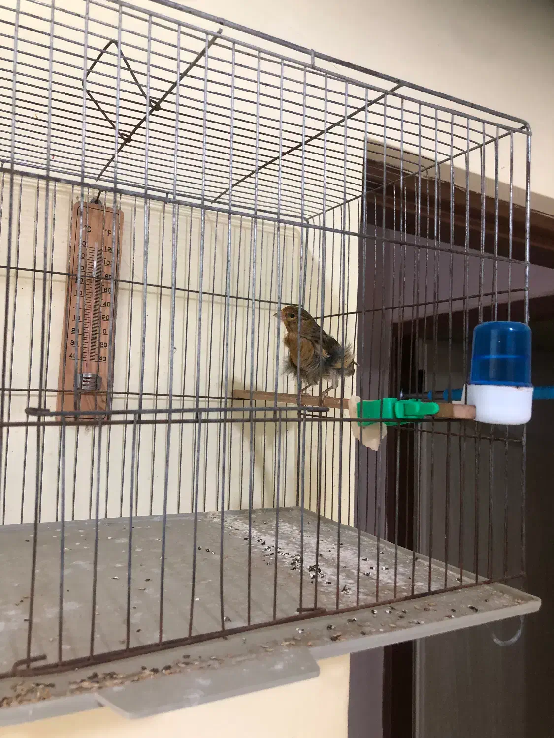 انواع قناری نر همه یکساله همگی بخوان|پرنده|گرگان, |دیوار