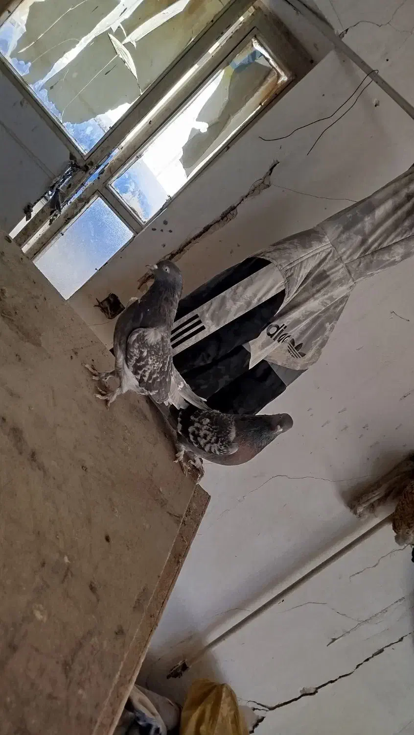 تیدی کله ای ترونی دمگیر اصفهانی|پرنده|برخوار, |دیوار