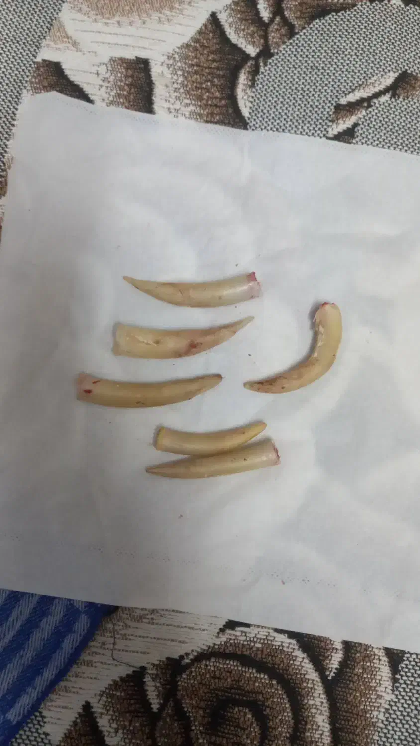 لاری خروس|حیوانات مزرعه|حویق, |دیوار