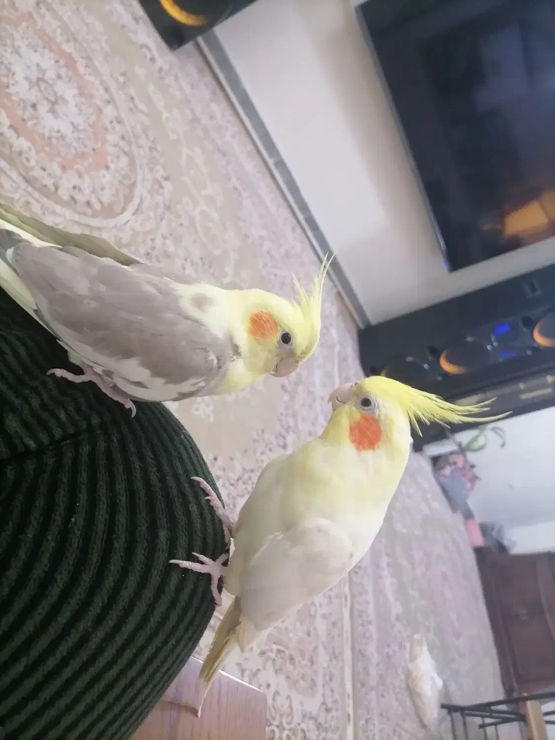 عروس هلندی|پرنده|خاوران, |دیوار