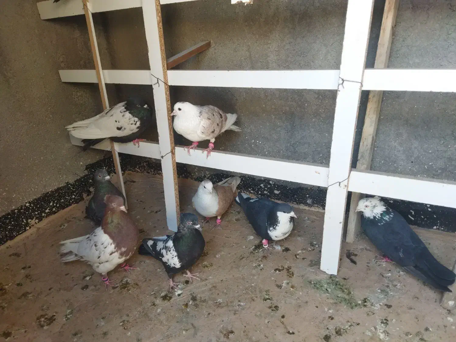 سلام تعدادی کبوترپرشی|پرنده|مشهد, امیریه|دیوار