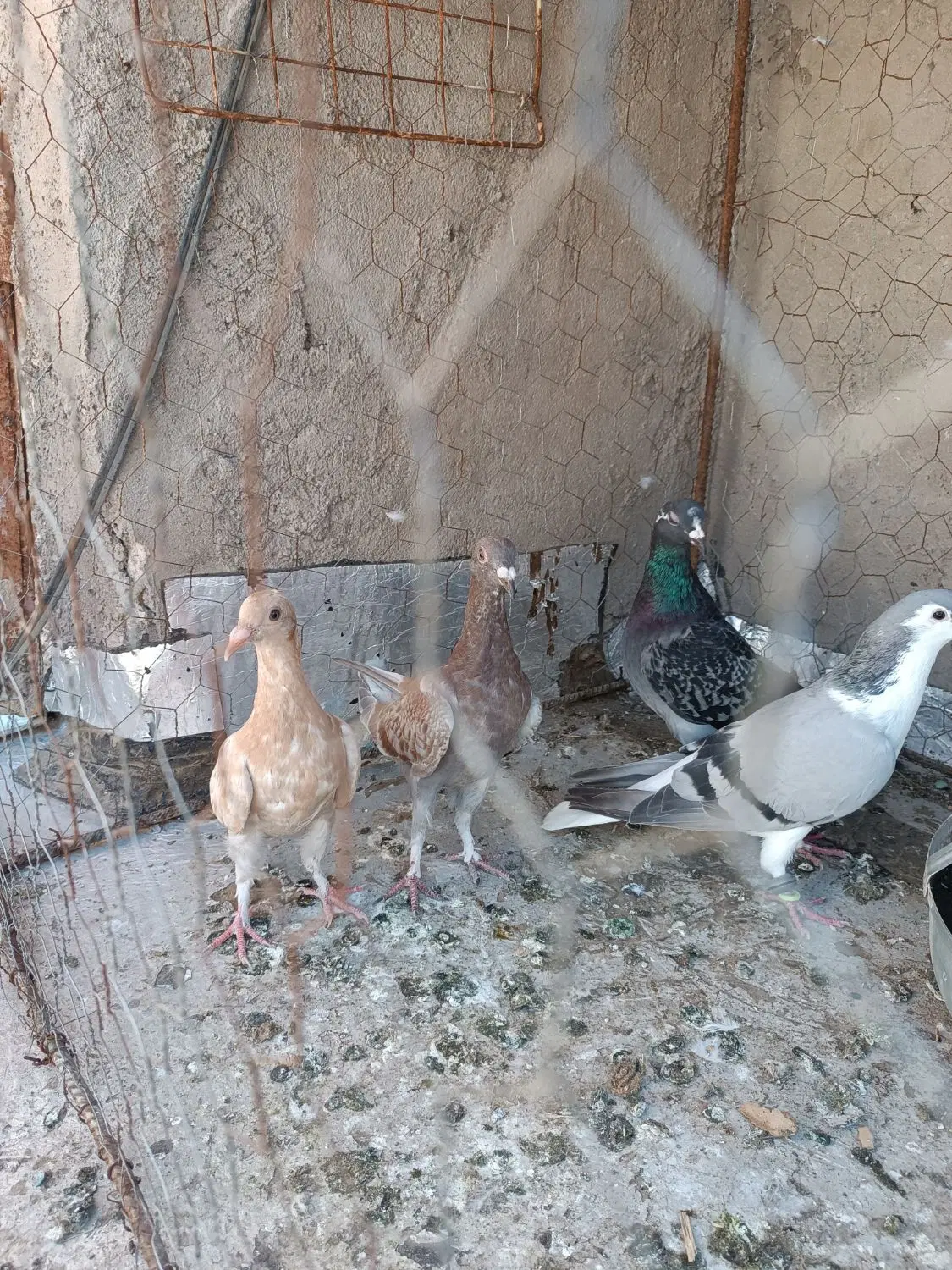 کبوتر|پرنده|خواف, |دیوار
