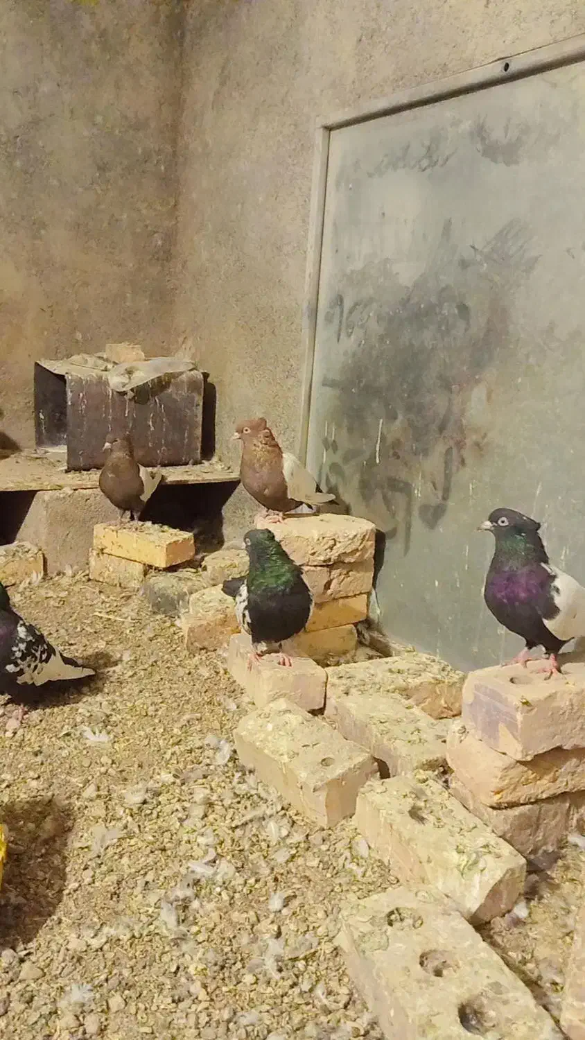 سینه کفتر|پرنده|تربت جام, کشتارگاه|دیوار