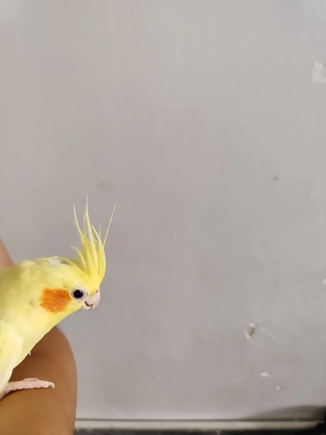 عروس هلندی|پرنده|پاکدشت, پاکدشت (مامازند)|دیوار