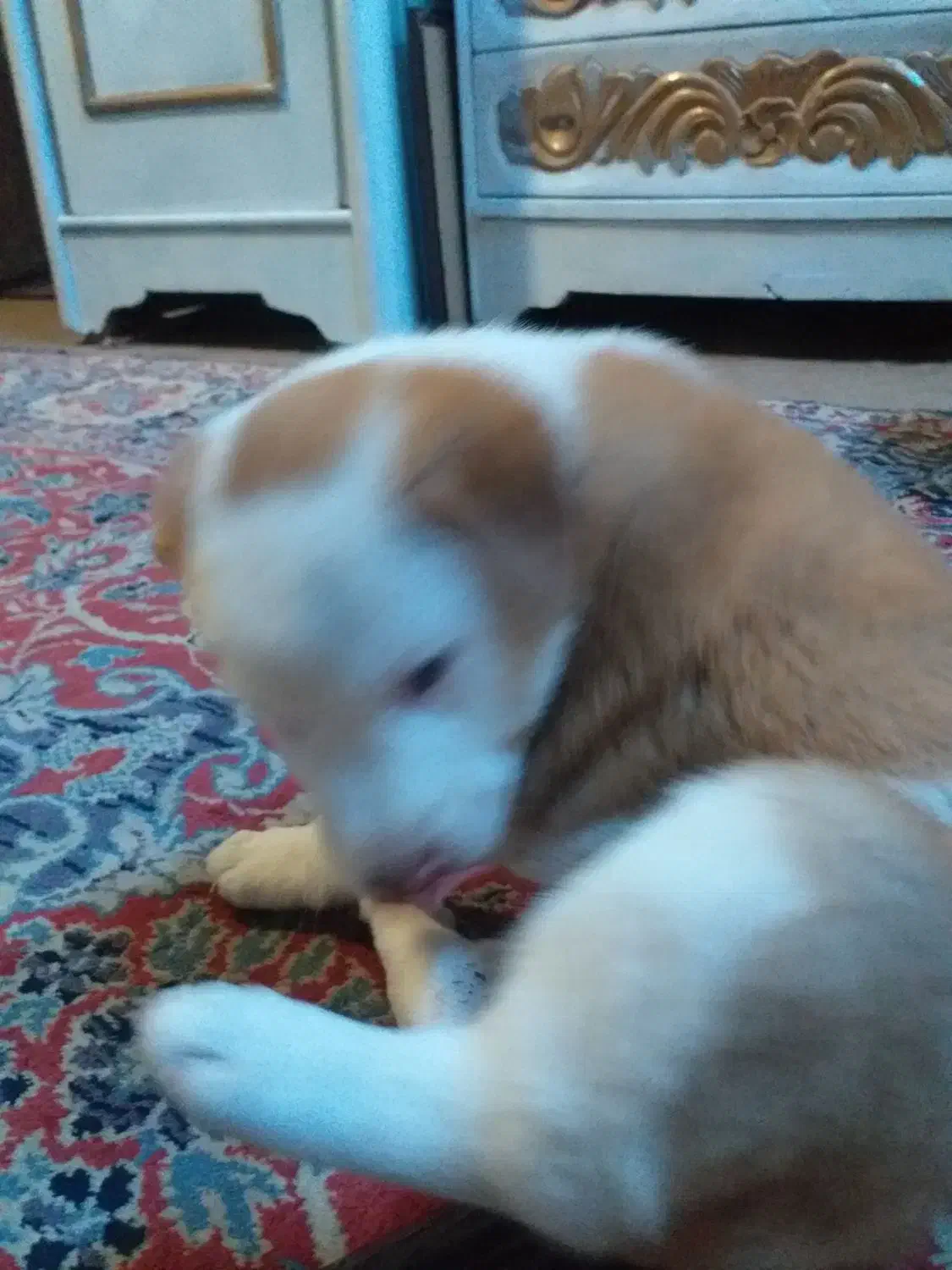 توله هاسکی واگذار میشود وپشمالو شیدزو فلت|سگ|اهواز, طالقانی|دیوار