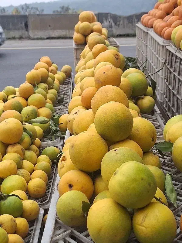 خرید پرتقال و نارنگی و نارنج  پرتقال و نارنگی|خدمات باغبانی و درختکاری|امامزاده عبدالله, |دیوار