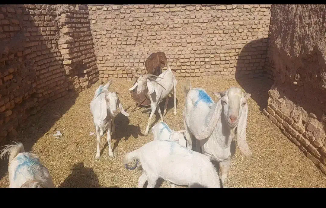 فروش۸ گوسفند بز|حیوانات مزرعه|کرمان, |دیوار