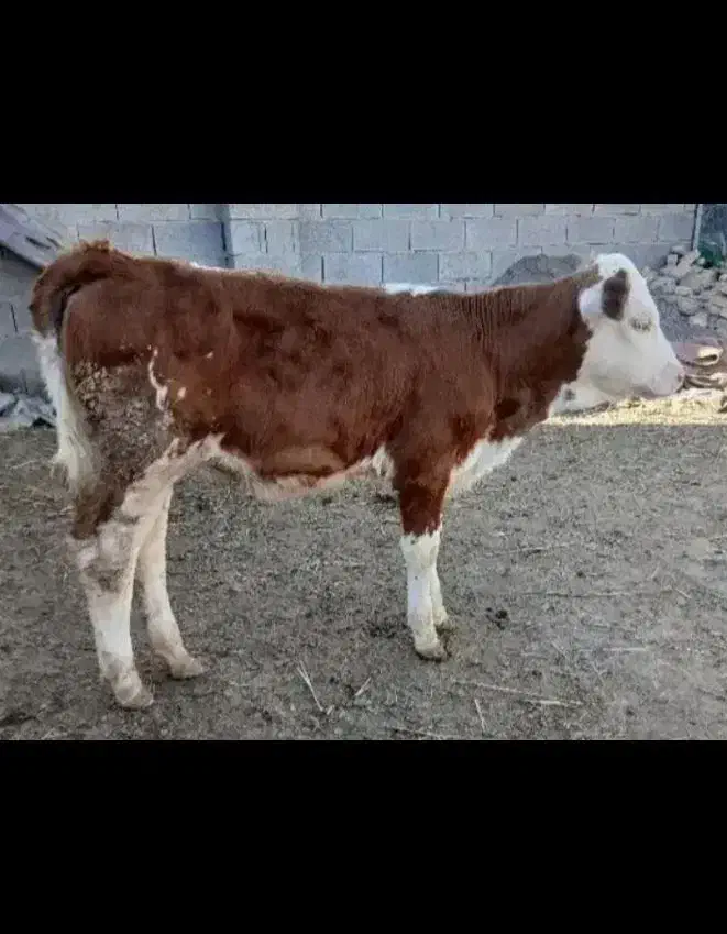 گوساله ماده سمینتال|حیوانات مزرعه|سمیرم, |دیوار