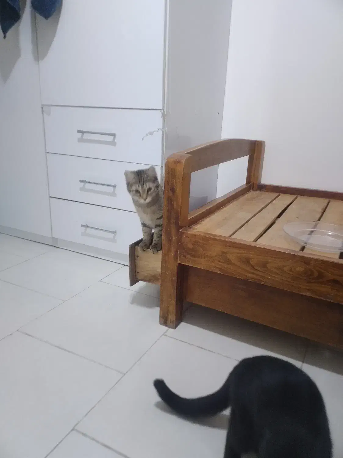 واگذاری گربه|گربه|پرند, فاز ۶|دیوار