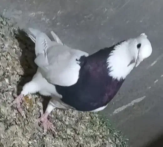 طوقی|پرنده|امیدیه, |دیوار