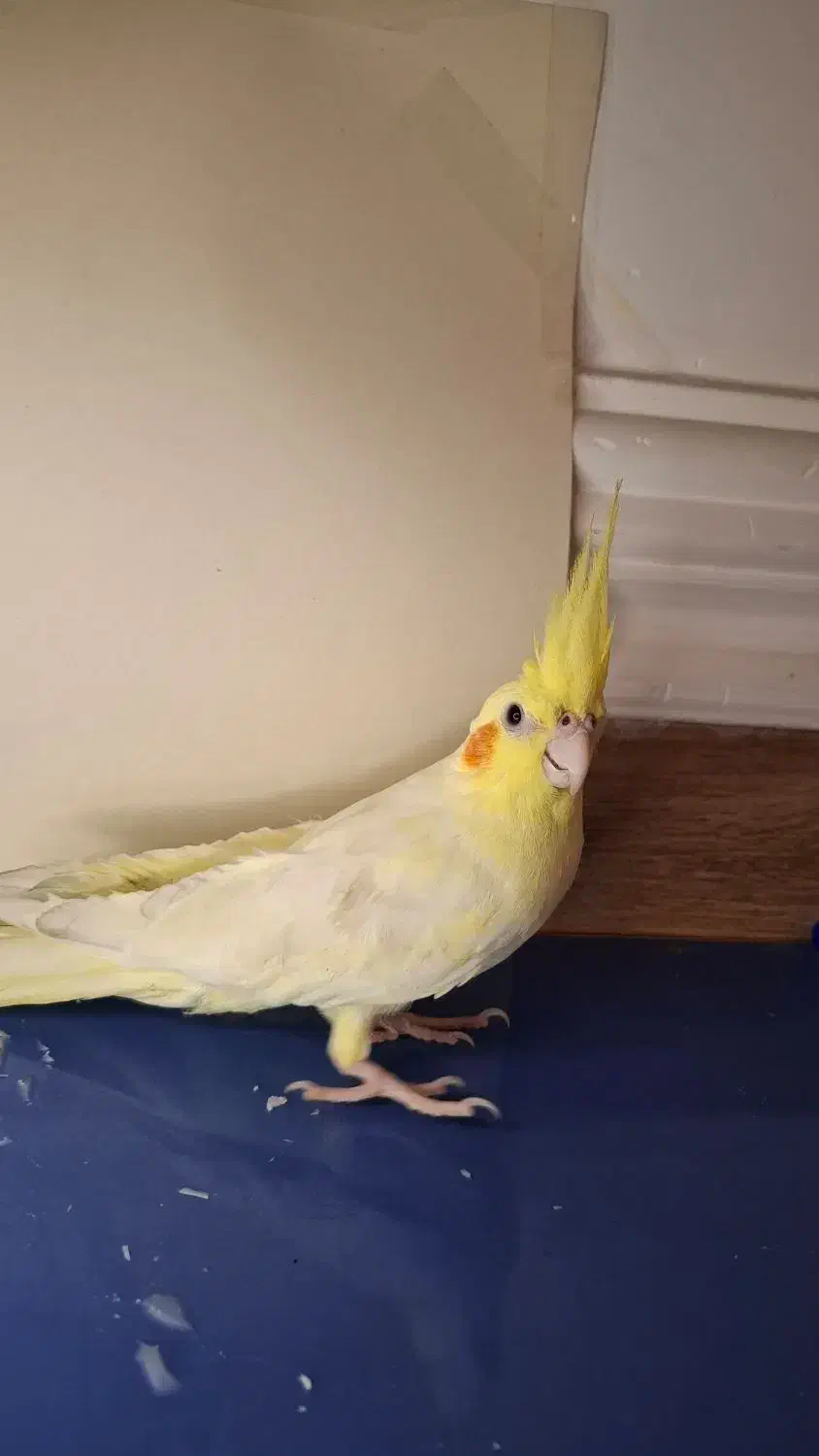 عروس هلندی گمشده دارای مژدگانی|حیوانات|رامشیر, |دیوار