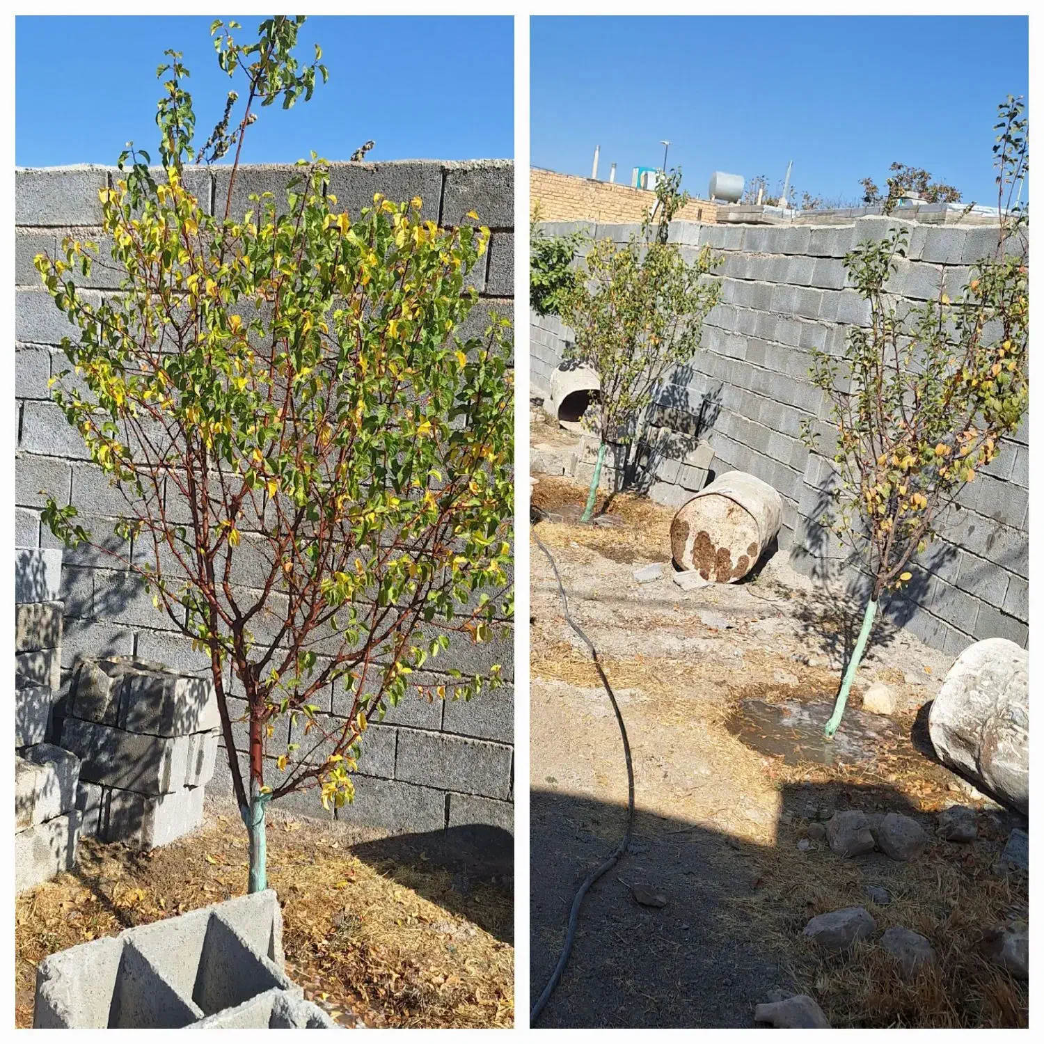 خانه باغ در روستای علی آباد سرتل بیضا|فروش خانه و ویلا|بیضا, |دیوار