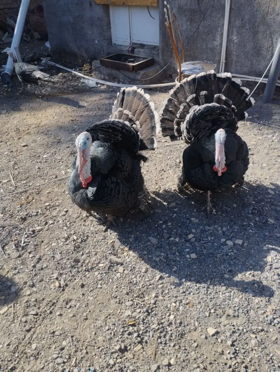 بوقلمون|حیوانات مزرعه|بم, |دیوار