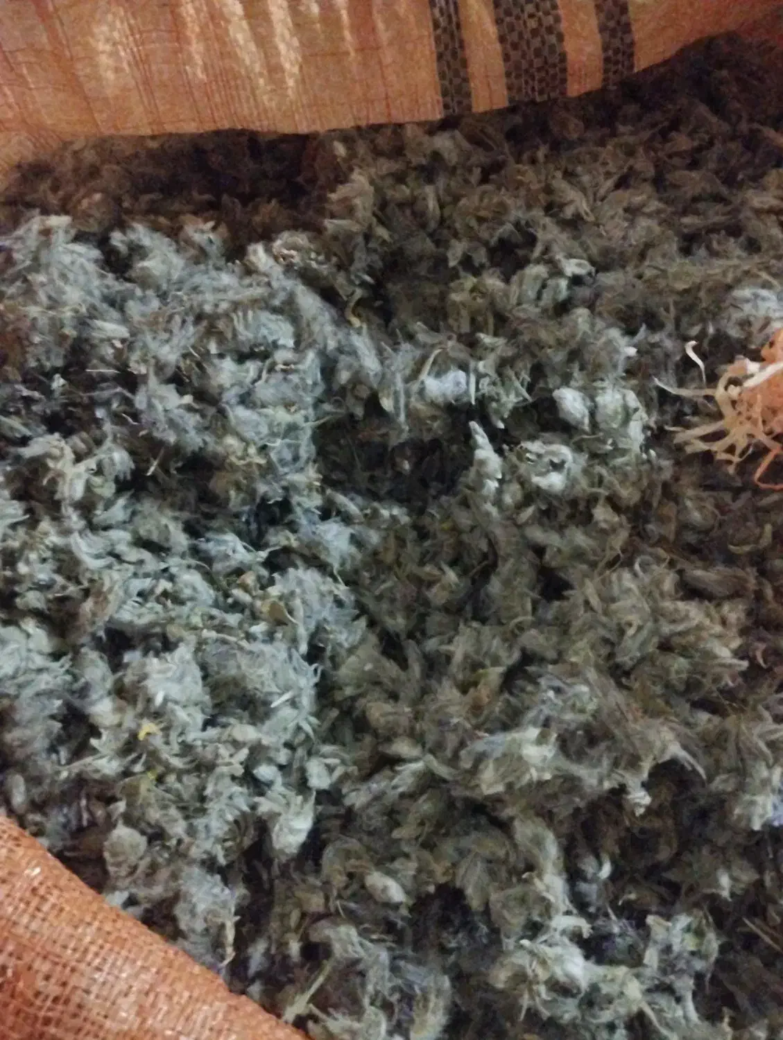 چای کوهی|آرایشی، بهداشتی، درمانی|اردبیل, |دیوار