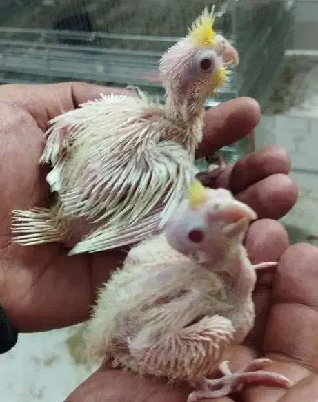 عروس هلندی جوجه لوتینو سخنگو|پرنده|قم, پردیسان|دیوار