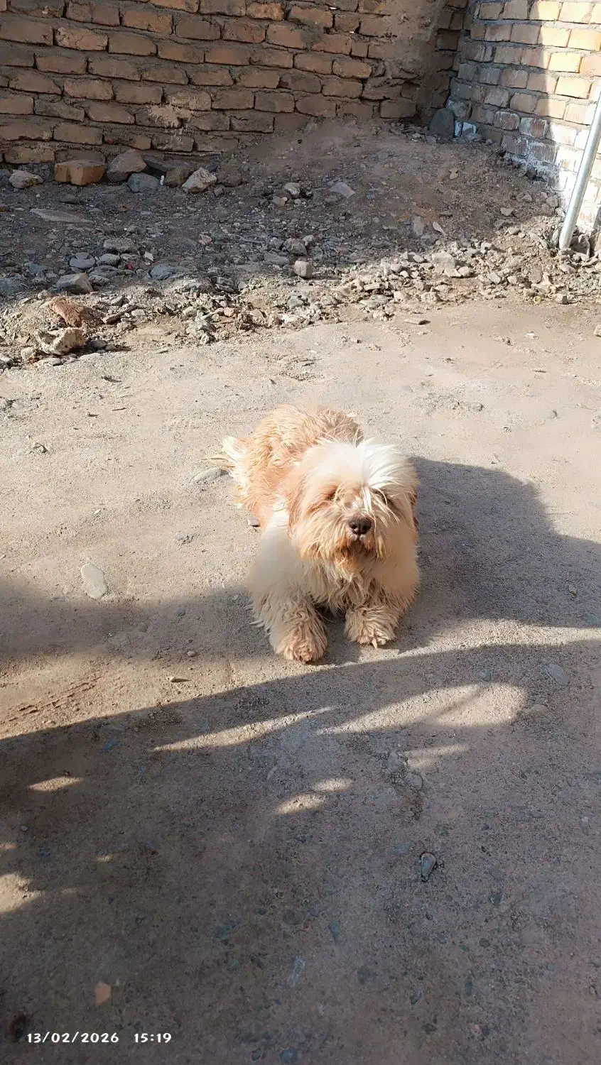 سگ شیتزو|سگ|نیشابور, شهرک رضوی|دیوار