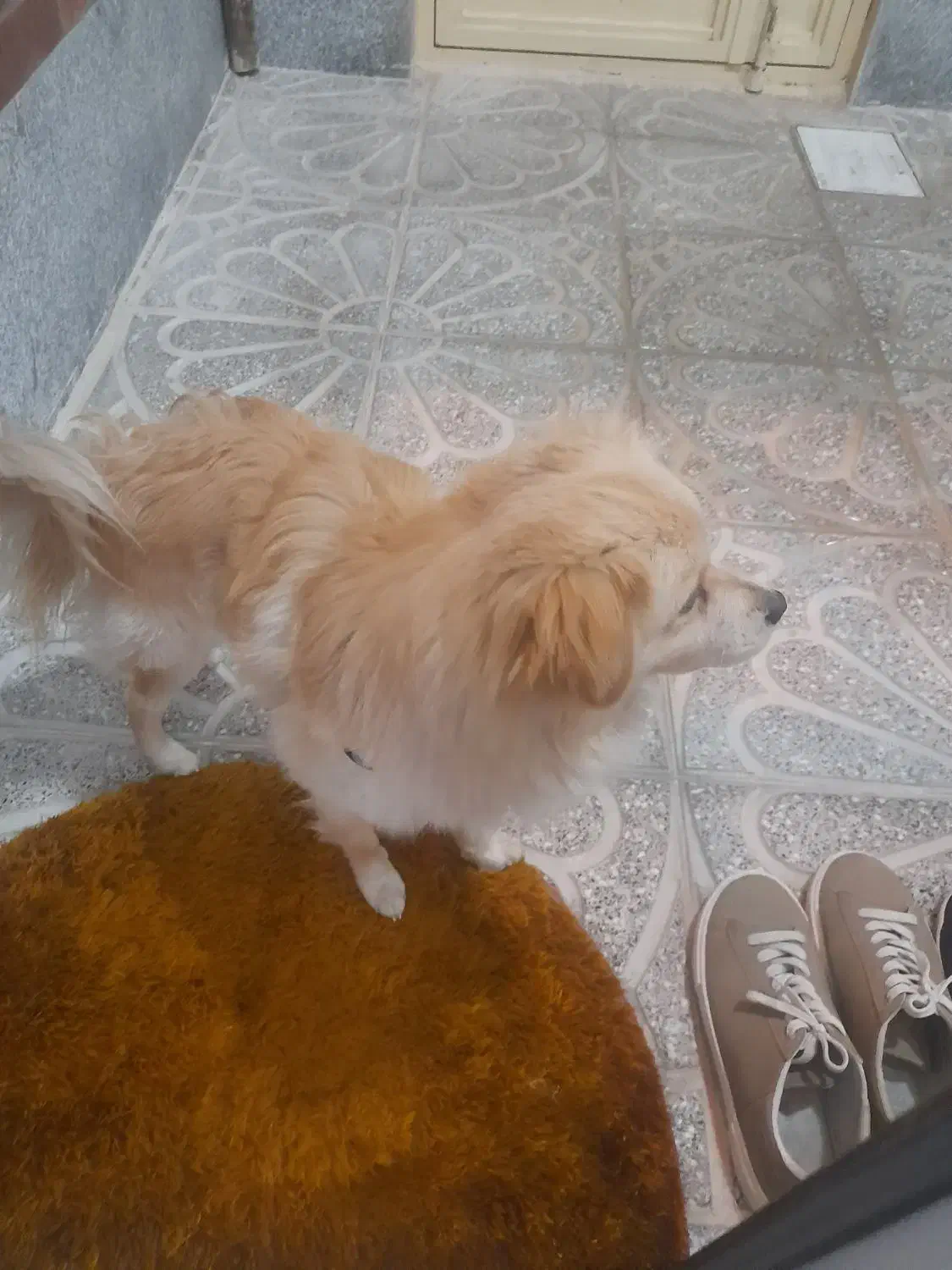 سگ پامرین روباهی|سگ|باسمنج, |دیوار