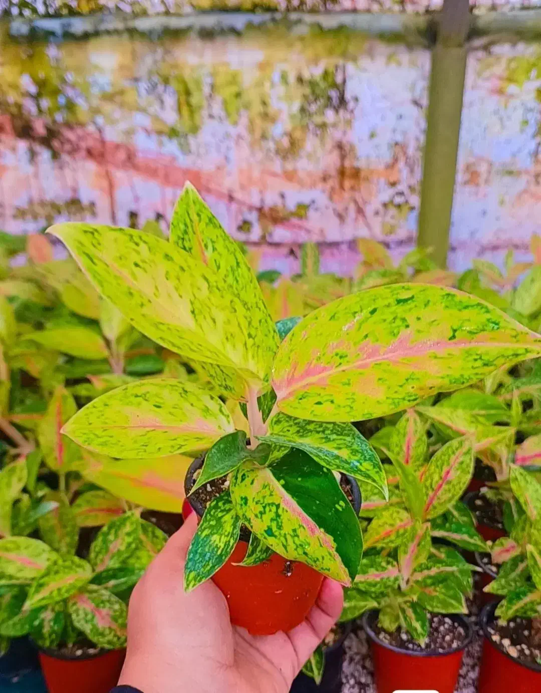 گل وگیاه|گل و گیاه طبیعی|بندرعباس, |دیوار