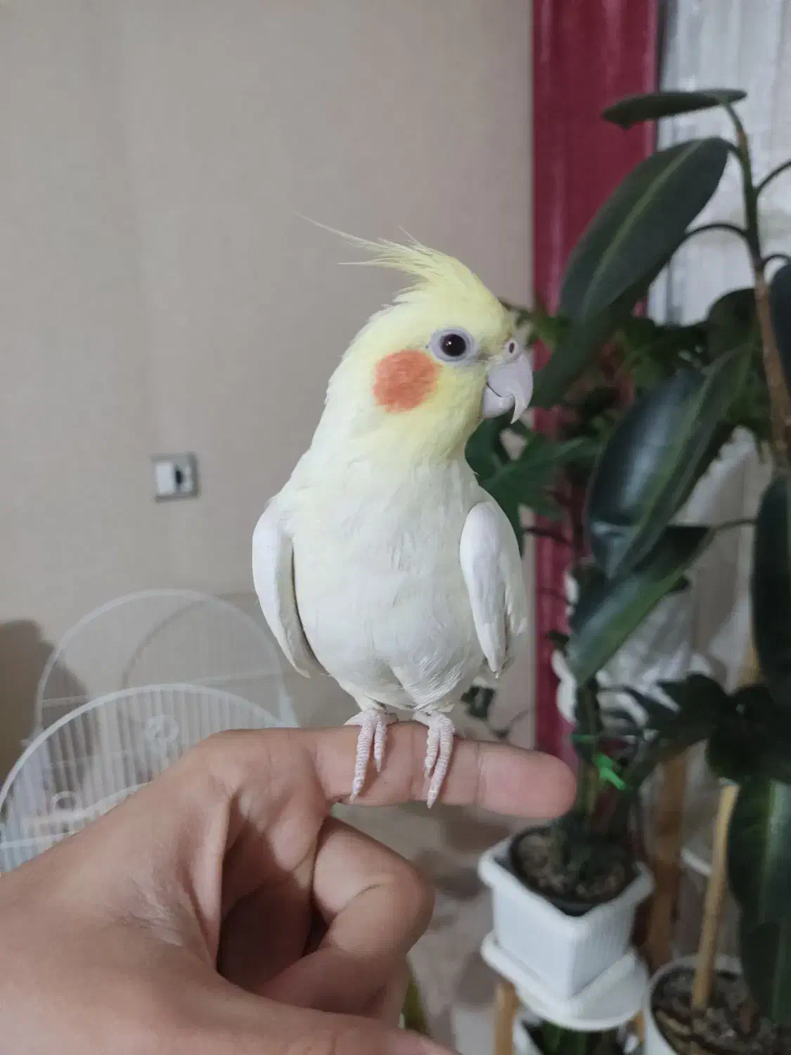 عروس هلندی|پرنده|قدس, شهر‌قدس|دیوار