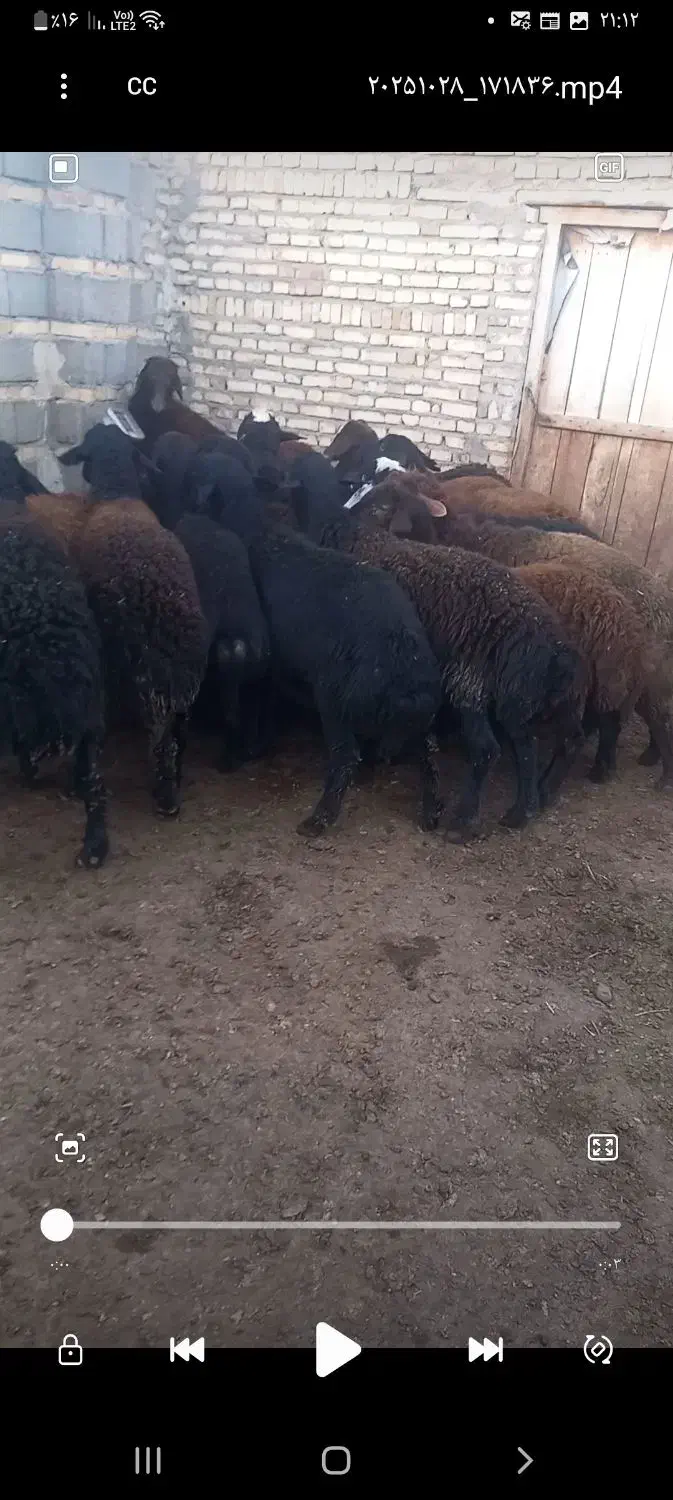 بره نر|حیوانات مزرعه|سراب, |دیوار