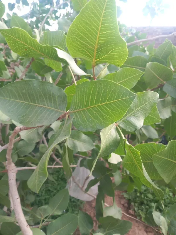 پیوند پسته|خدمات باغبانی و درختکاری|بهاباد, |دیوار