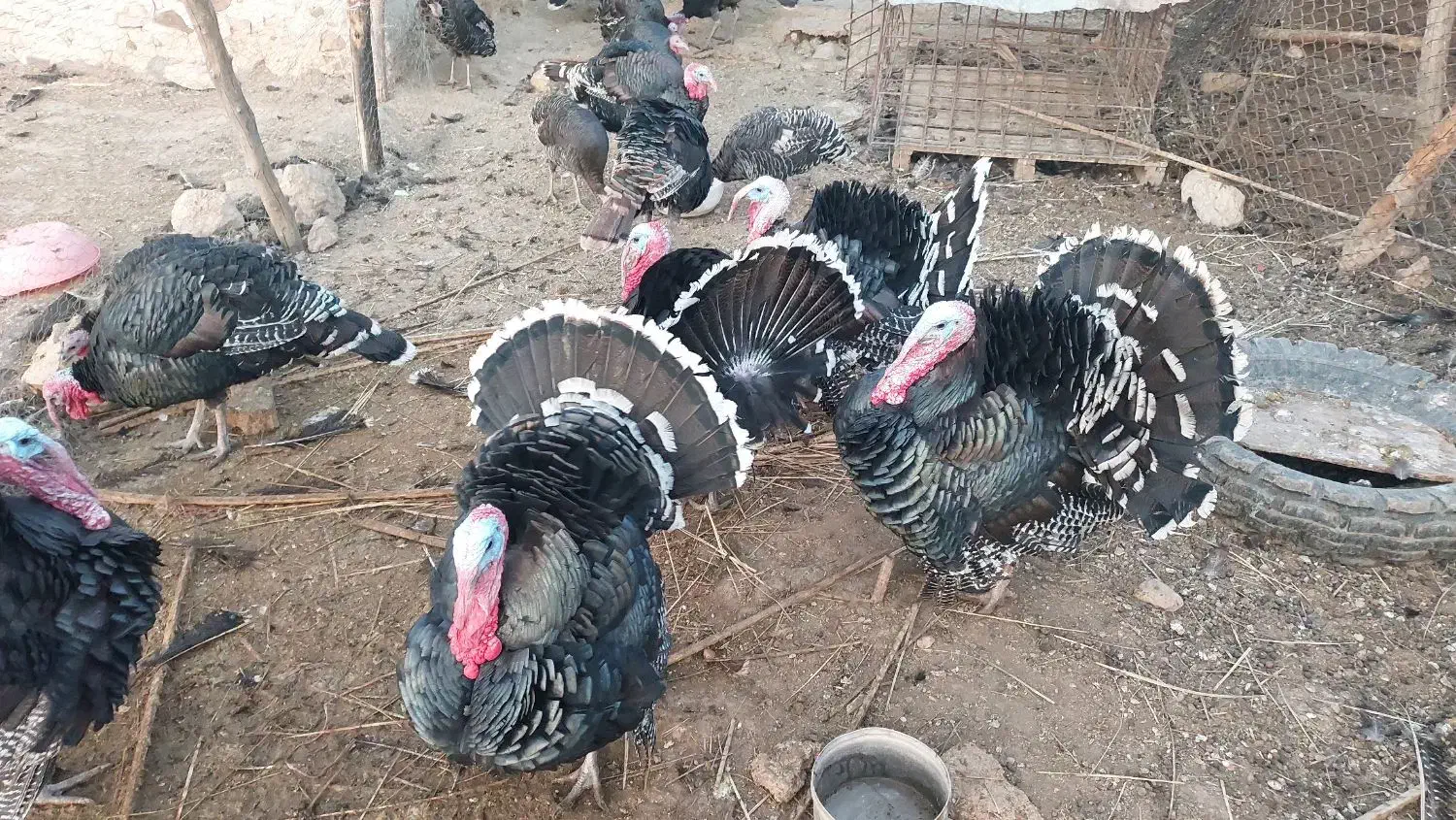 بوقلمون محلی اصل|حیوانات مزرعه|کازرون, |دیوار