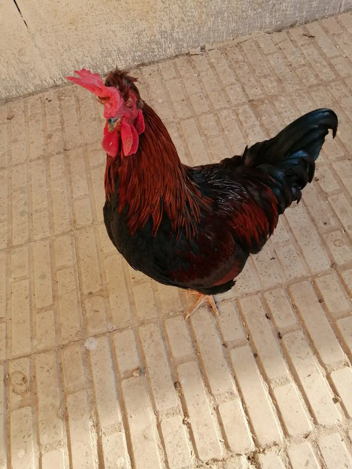 فروش یک خروس خاص|حیوانات مزرعه|هشتگرد, فاز ۱ مهستان|دیوار