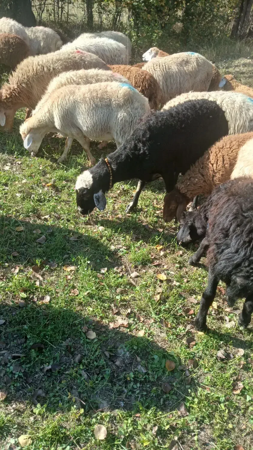 دامزلخ|حیوانات مزرعه|اهر, |دیوار