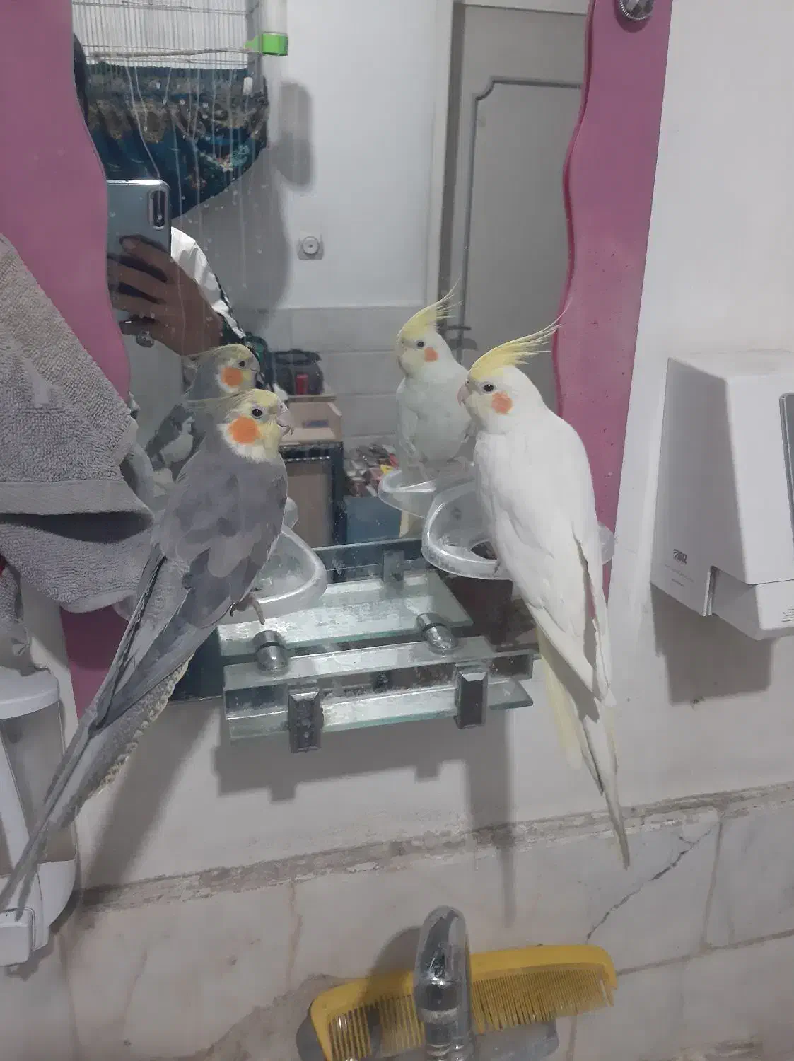 عروس هلندی|پرنده|قم, شهرک فاطمیه|دیوار