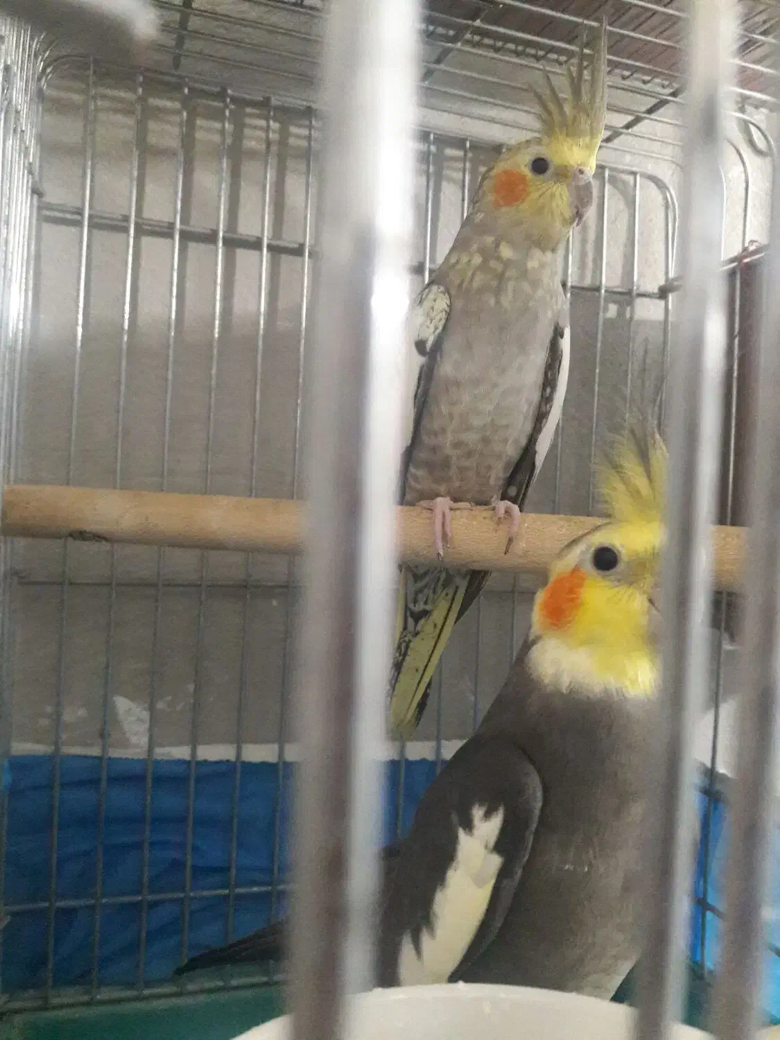 طوطی عروس نروماده|پرنده|الوند, |دیوار