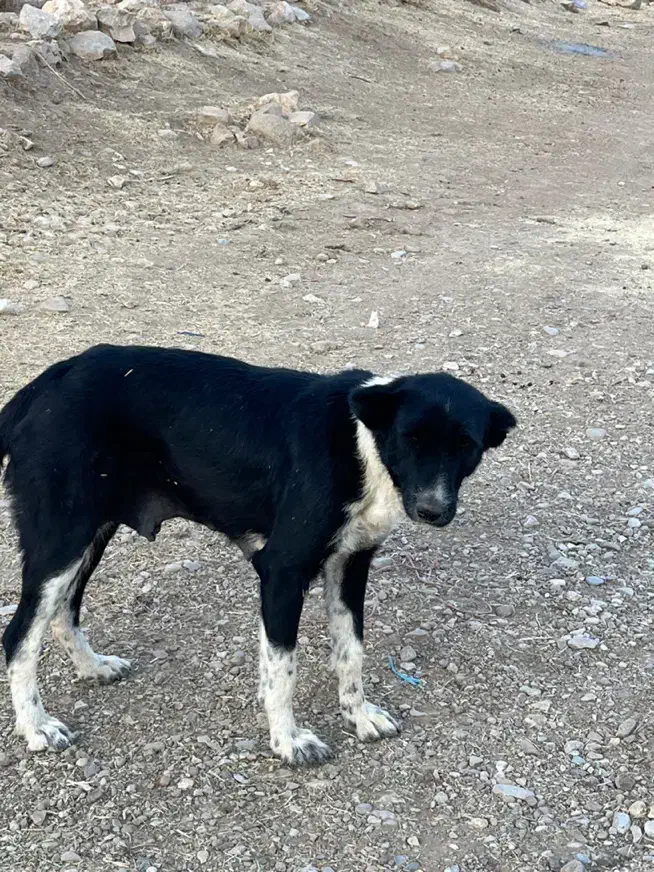 ماده قدرجونی یکسال نیم قد بالا۹۰|سگ|خرم‌آباد, |دیوار