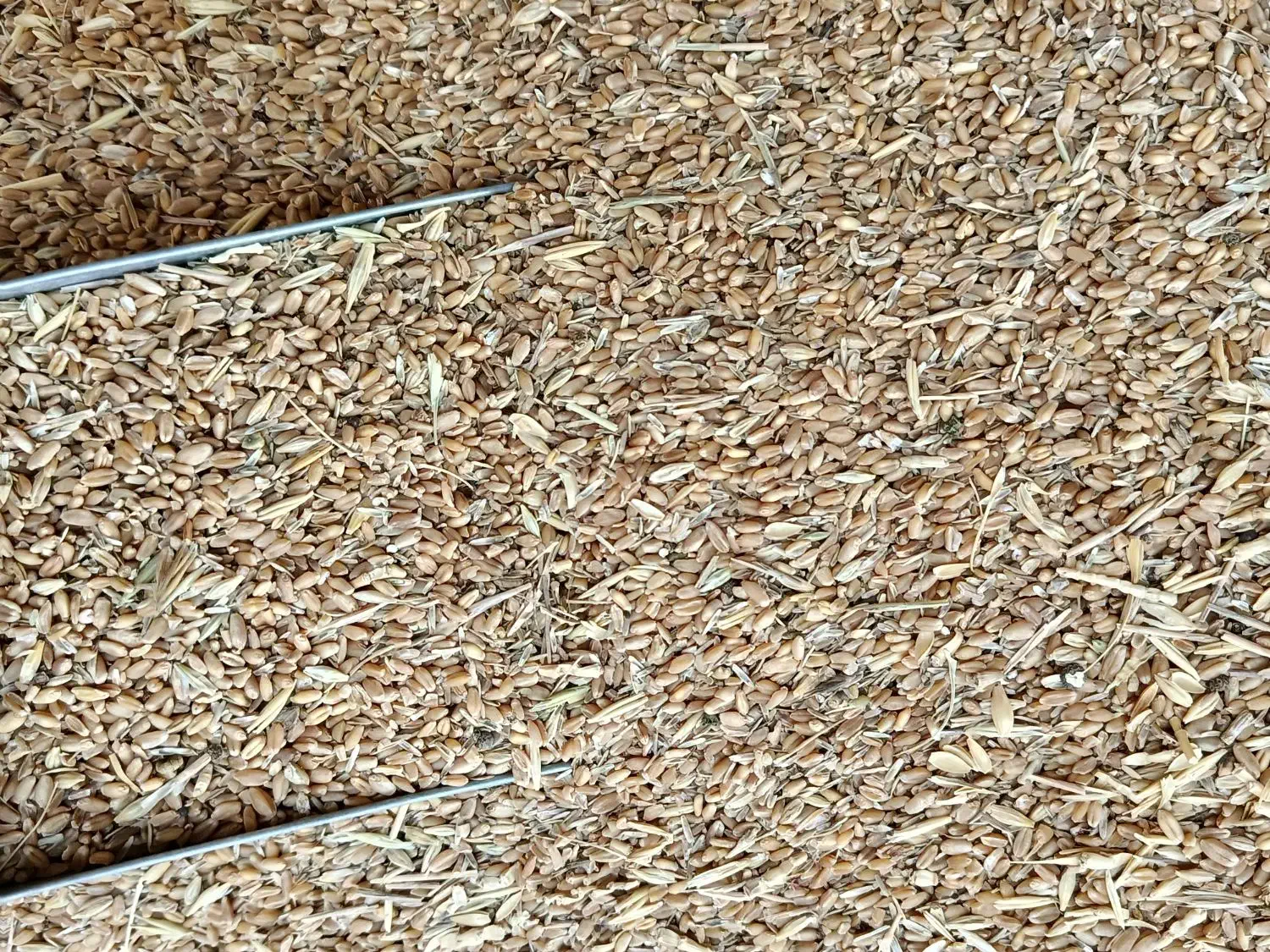 گندم ۲۵۰۰۰|عمده‌فروشی|بندر ماهشهر, |دیوار