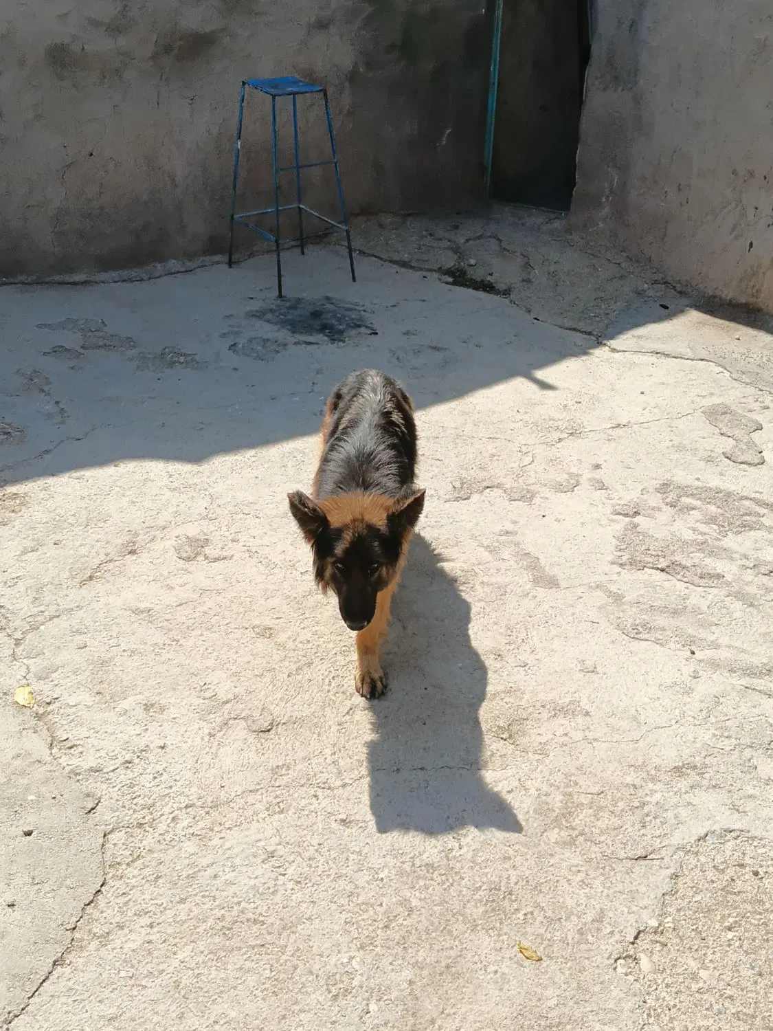 سگ ژرمن|سگ|تاکستان, |دیوار