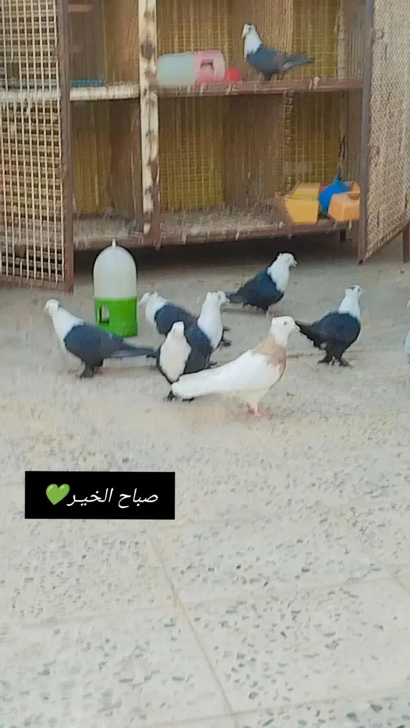 کله سفید|پرنده|باوی, |دیوار