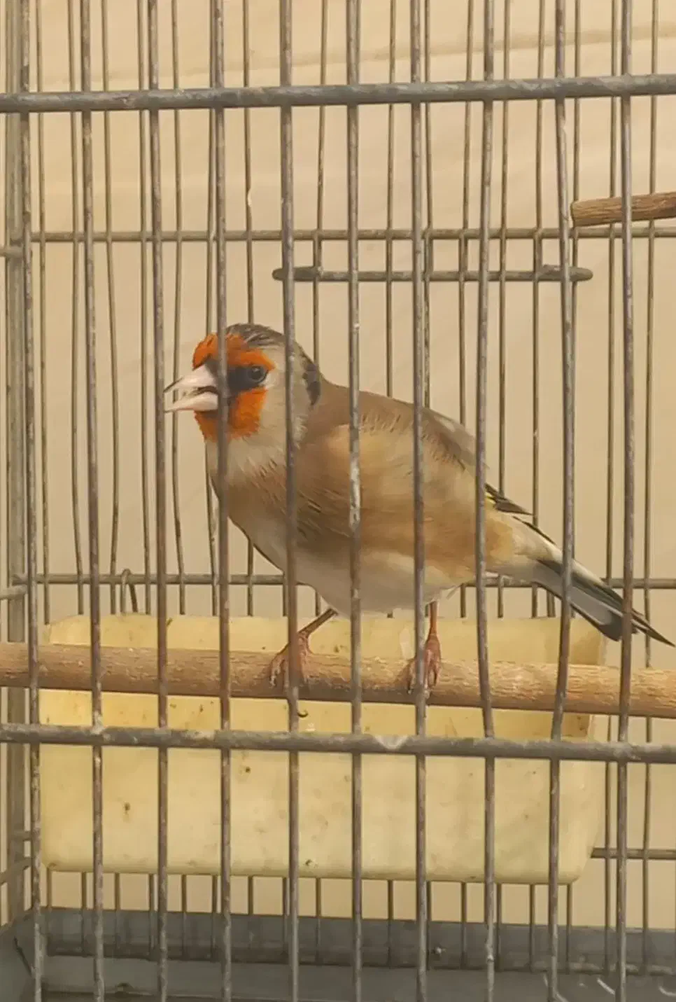 سهره روانی|پرنده|قرچک, زیبا شهر|دیوار