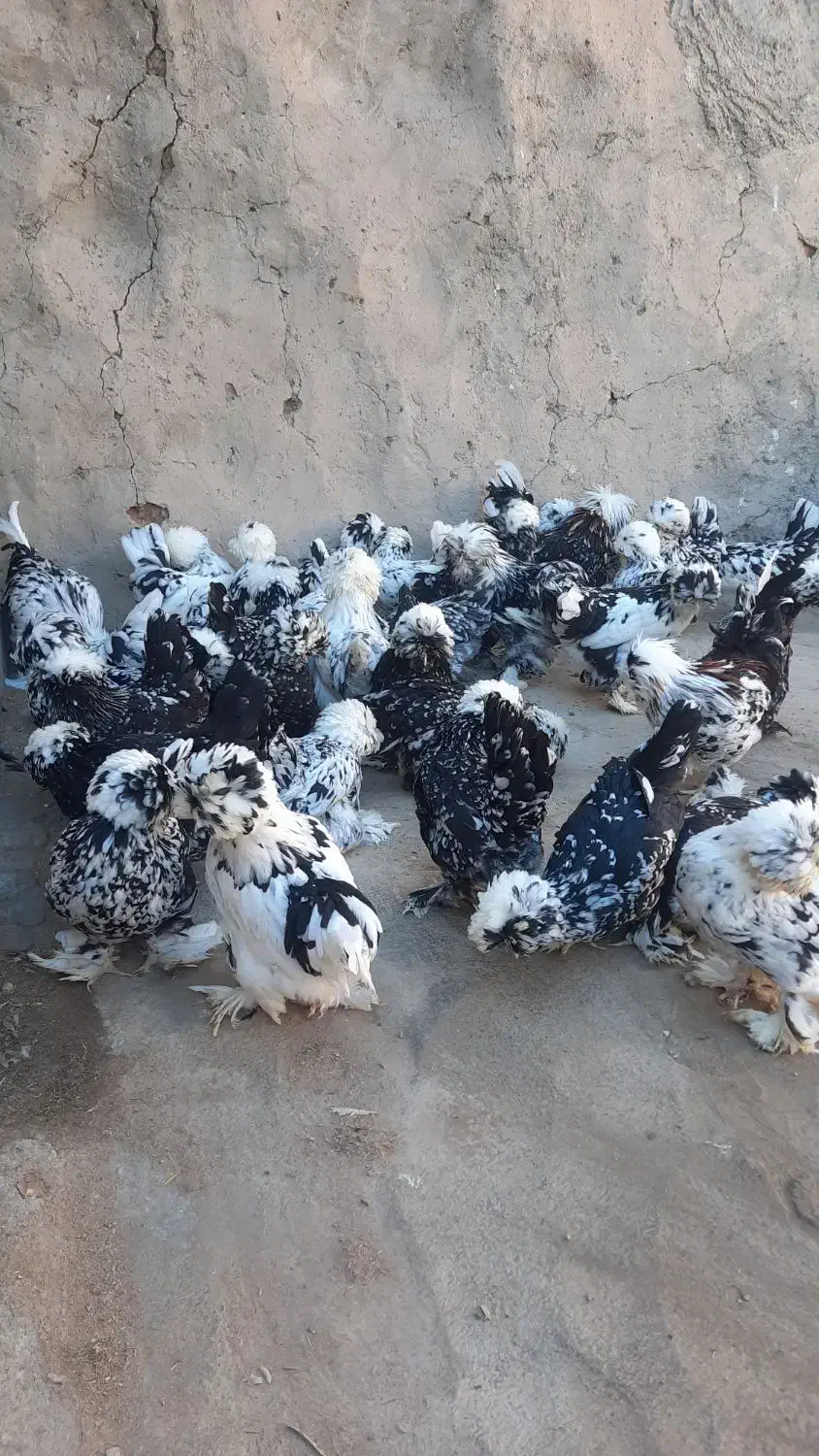 جوجه مرغ زینتی در چند نمونه|حیوانات مزرعه|خمینیشهر, |دیوار