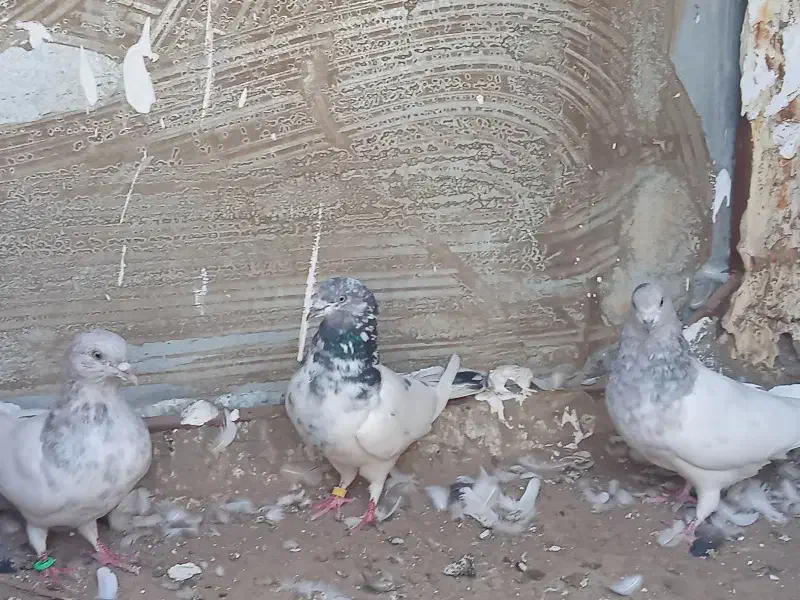 فوری|پرنده|بم, |دیوار