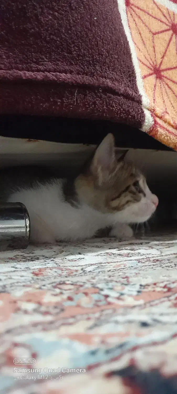 واگذاری دو گربه ملوس خونگی|گربه|لنگرود, |دیوار