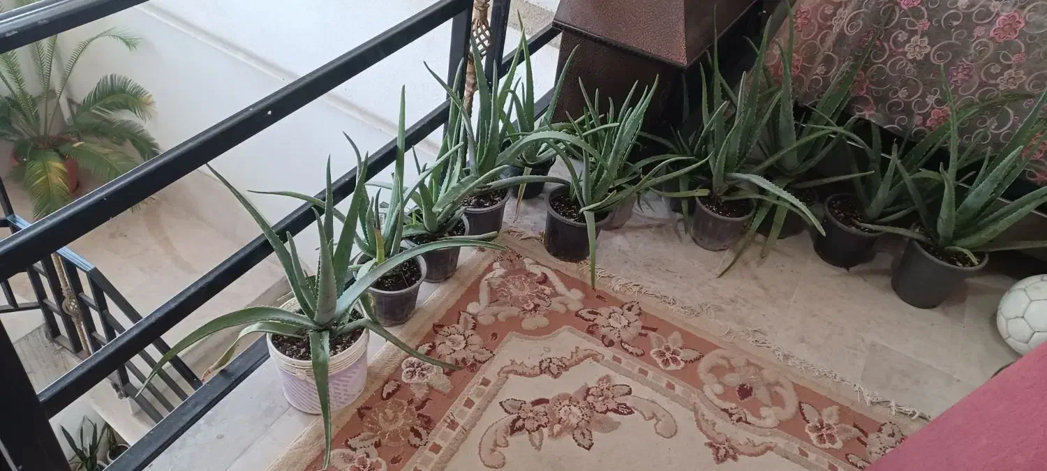 ۱۲گلدان الوئه ورا|گل و گیاه طبیعی|ماسال, |دیوار