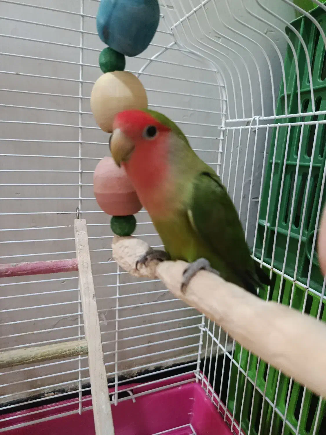 طوطی برزیلی نر|پرنده|کرمانشاه, |دیوار