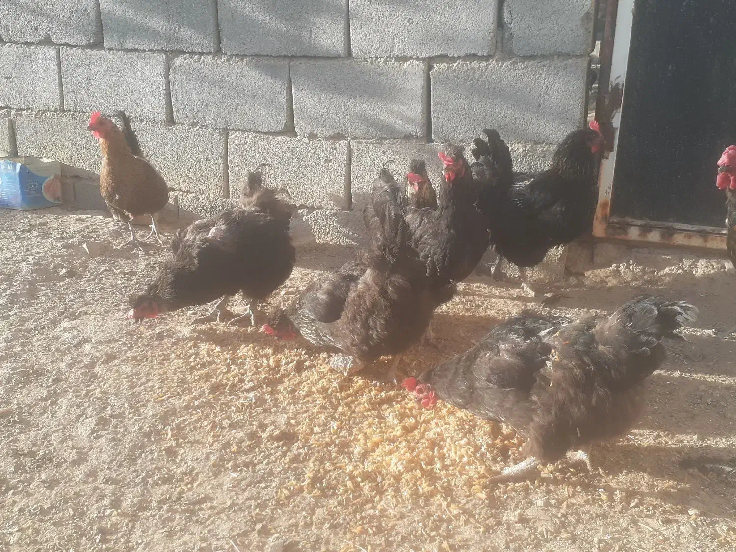 مرغ محلی،الاتی تخم گذار چهار تا کاکلی سه تا معمولی|حیوانات مزرعه|جغتای, |دیوار