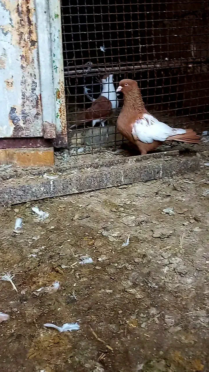 سیدی ویبال سفیدوبچ عراقی موقعیت عقیلی|پرنده|شوشتر, |دیوار